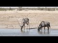 cartoon videos beautyfull jangale animals ultra HD   #animals #cartoon
