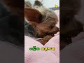 [ 아작뚱 ] 오리 목뼈 먹방. 고기에 진심인 아차장님 (요키, Yorkshire Terrier, 작은 강아지, 아롱이)