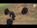Elephants, Buffalo & Hippos in QueenElizabeth N.P #Hippos#Birds#Chimpanzees#naturevideos.