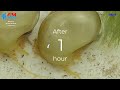 How to breed Betta Fish | Copper Halfmoon Betta Breeding | Fry to Adult