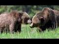 Photographing a GRIZZLY BEAR Encounter in the Great Bear Rainforest - Nikon Z9