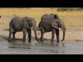 Africa 4K - A Paradise of Diverse Wildlife and Stunning Landscapes - 4K HD VIDEO