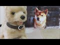 R.I.P to brilliant Shiba-Inu Mame. He wagging tail like saying “Thank you”