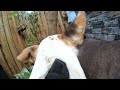 GoPro diy dog mount test   December 29, 2021