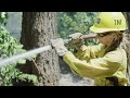 Wildland Firefighter Hotshot Crew Part II: Forest News