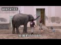 アジアゾウの誕生～東山動植物園～