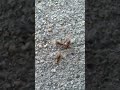 Found some ants ready to fly.