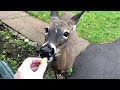 Deer Loves Green Tomatoes! 🍅