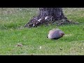 Crow attacking Baby Bunny, Partridge watching