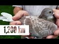 Top 20 Best Racing Pigeon Strains in the World | Popular Racing Pigeon Bloodlines