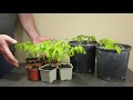 How to grow Wisteria from seed