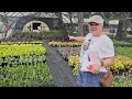 Cut Flower Garden Tour, DIY Weed Killer, Edging Mulching, Nursery Trip & Adding Vego Solar Lights