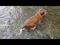 Dog catches fish