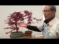 Making Maple Bonsai From Seed
