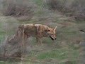 Wild America | S10 E2 'Controversial Coyote' | Full Episode | FANGS