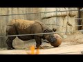 San Diego Zoo FULL TOUR: the 10 Best Things to Do [4k]