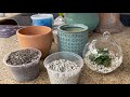 Which container is best for succulents and cacti?  An introduction to help you pick the right pot.