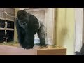 Gorilla courtship Shabani and Ai　#wildanimals #africawildanimals