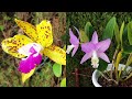 Unveiling Secrets of Cattlianthe Orchids | CARE | Media QUIRKS | Rescue Symptoms Tips #ninjaorchids