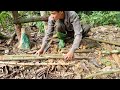 Make shelter in a giant rotten tall tree trunk, cook and stay overnight - Tropical Forest