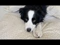 10 Hours of Best Fun & Relaxing TV for Dogs! Prevent Boredom & Anxiety with Music for Dogs! NEW