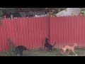 Cat on Fence Gives Zero F's