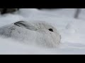 A Wild Canadian Lynx And A Cameraman Develop An Amazing Relationship | Wild Canadian Year