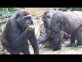 Gorilla⭐️Genki knows that zookeeper will not harm her baby.【Momotaro family】