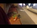 Kitties and a carrot