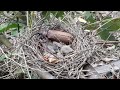 beetle entangled in the nest of a newly hatched baby bird.bird eps 235