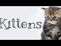 Free For All Music - Kittens - by: Marcie Free