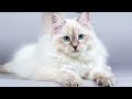 Siberian Cat 101 - Learn ALL About Them!