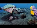 Aquarium 4K (ULTRA HD) - The Most Beautiful Fish In The World, The Ultimate Underwater Escape