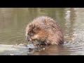 Fast(idious) and Furry-ous: Muskrat does a heckin' groom, finishes with a flourish