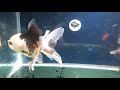 #Goldfish  All types of goldfish in one video