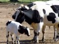 El Becerrito (La Vaca Mariposa) - Simón Díaz