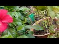 Hibiscus Plant | Beautiful video | 3D