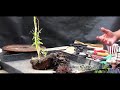 How to grow bonsai trees from branch cuttings.  how to bonsai weeping willow trees Part 5