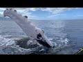 Maui Humpback Whale Mugging 2024