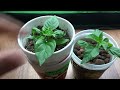 Simple Non-Circulating Hydroponic System Made from Soup Containers