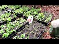 Make $1000's Selling Garden Plants at a Plant Yard Sale: How to Build Up Plant Inventory Easily!