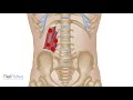 Quadratus Lumborum - Trigger Point Anatomy