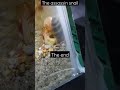 assassin snail #assassinsnail #aquarium #snails #pestcontrol #information #shorts
