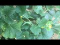Vertical melon growing and results of hand pollinating