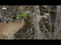 Leopard Risks Death For Dinner | Planet Earth III | BBC Earth