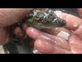 Video about new born baby crocodiles.