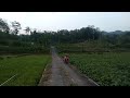 penangkal burung pipit