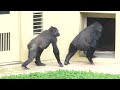 Gorilla father and son play that drives people crazy｜Shabani Group