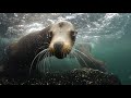 Kelp Dreams - Monterey Shootout 2019