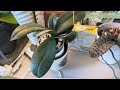 How I sent my Orchid Seed Pods for Flasking